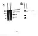 Fig. 03 - NON-INVASIVE ENZYME SCREEN FOR TISSUE REMODELLING-ASSOCIATED CONDITIONS
