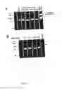 Fig. 05 - NON-INVASIVE ENZYME SCREEN FOR TISSUE REMODELLING-ASSOCIATED CONDITIONS