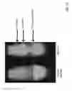 Fig. 08 - Ultra bright dimeric or polymeric dyes with spacing linker groups