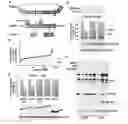Fig. 01 - PLASMIDS COMPRISING INTERNAL RIBOSOMAL ENTRY SITES AND USES THEREOF