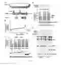 Fig. 02 - PLASMIDS COMPRISING INTERNAL RIBOSOMAL ENTRY SITES AND USES THEREOF