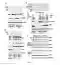 Fig. 03 - PLASMIDS COMPRISING INTERNAL RIBOSOMAL ENTRY SITES AND USES THEREOF