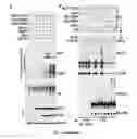 Fig. 05 - PLASMIDS COMPRISING INTERNAL RIBOSOMAL ENTRY SITES AND USES THEREOF