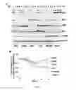 Fig. 06 - PLASMIDS COMPRISING INTERNAL RIBOSOMAL ENTRY SITES AND USES THEREOF