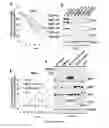 Fig. 07 - PLASMIDS COMPRISING INTERNAL RIBOSOMAL ENTRY SITES AND USES THEREOF