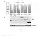 Fig. 09 - PLASMIDS COMPRISING INTERNAL RIBOSOMAL ENTRY SITES AND USES THEREOF