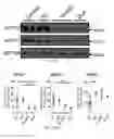 Fig. 45 - Biomarkers of congnitive dysfunction