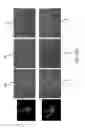 Fig. 07 - Method and apparatus for head worn display with multiple exit pupils