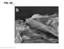 Fig. 09 - Physical forms of MXene materials exhibiting novel electrical and optical characteristics