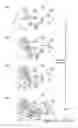 Fig. 04 - Coated pre-lithiated anode material particles and cross-linked polymer coatings