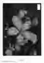 Fig. 02 - Apple tree named 'UEBI 406/1'