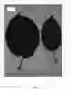 Fig. 06 - Apple tree named 'UEBI 406/1'