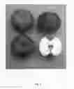 Fig. 07 - Apple tree named 'UEBI 406/1'