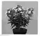 Fig. 01 - Phlox plant named 'APPOTTWH'