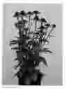 Fig. 01 - ECHINACEA PLANT NAMED 'APECSSIOR'