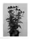 Fig. 02 - ECHINACEA PLANT NAMED 'APECSSIOR'
