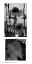 Fig. 03 - ECHINACEA PLANT NAMED 'APECSSIOR'
