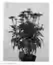 Fig. 02 - ECHINACEA PLANT NAMED 'APECSSIMA'