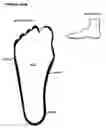 Fig. 02 - Hosiery with Foot Cushions