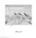 Fig. 30 - Endovascular implant