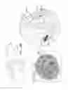 Fig. 09 - Wireless neurostimulators