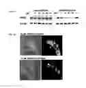 Fig. 03 - LIPOPLEX FORMULATIONS FOR SPECIFIC DELIVERY TO VASCULAR ENDOTHELIUM