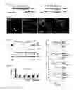 Fig. 04 - LIPOPLEX FORMULATIONS FOR SPECIFIC DELIVERY TO VASCULAR ENDOTHELIUM