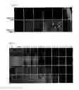 Fig. 05 - LIPOPLEX FORMULATIONS FOR SPECIFIC DELIVERY TO VASCULAR ENDOTHELIUM