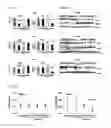 Fig. 07 - LIPOPLEX FORMULATIONS FOR SPECIFIC DELIVERY TO VASCULAR ENDOTHELIUM