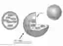 Fig. 01 - NANOPARTICLES FOR CONTROLLED LYSIS OF BLOOD CLOTS