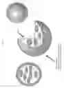 Fig. 03 - NANOPARTICLES FOR CONTROLLED LYSIS OF BLOOD CLOTS