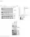Fig. 07 - Method for assessing the efficacy of IMiDs and composition or combination for use in treating IMiD sensitive diseases