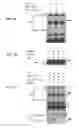 Fig. 02 - METHODS OF TREATING FRIEDREICH'S ATAXIA USING SRC INHIBITORS