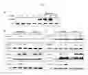 Fig. 02 - ANTITUMOR DRUG COMPRISING BETA-CYCLODEXTRIN