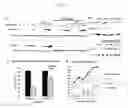 Fig. 03 - ANTITUMOR DRUG COMPRISING BETA-CYCLODEXTRIN