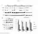 Fig. 06 - ANTITUMOR DRUG COMPRISING BETA-CYCLODEXTRIN