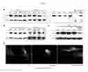 Fig. 07 - ANTITUMOR DRUG COMPRISING BETA-CYCLODEXTRIN