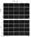 Fig. 09 - Method for proliferating neural progenitor cells and composition for treating neurological diseases containing proliferated neural progenitor cells