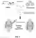 Fig. 02 - COMPOSITION FOR INDUCING CHONDROCYTE DIFFERENTIATION AND REGENERATING CARTILAGE TISSUE