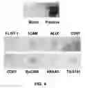 Fig. 06 - COMPOSITION FOR INDUCING CHONDROCYTE DIFFERENTIATION AND REGENERATING CARTILAGE TISSUE