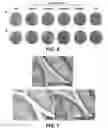 Fig. 08 - COMPOSITION FOR INDUCING CHONDROCYTE DIFFERENTIATION AND REGENERATING CARTILAGE TISSUE