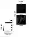 Fig. 16 - Differentiation of pluripotent stem cells to intestinal midgut endoderm cells