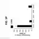 Fig. 19 - Differentiation of pluripotent stem cells to intestinal midgut endoderm cells