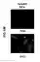 Fig. 33 - Differentiation of pluripotent stem cells to intestinal midgut endoderm cells
