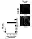 Fig. 34 - Differentiation of pluripotent stem cells to intestinal midgut endoderm cells