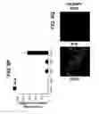 Fig. 35 - Differentiation of pluripotent stem cells to intestinal midgut endoderm cells