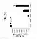 Fig. 37 - Differentiation of pluripotent stem cells to intestinal midgut endoderm cells