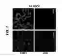 Fig. 40 - Differentiation of pluripotent stem cells to intestinal midgut endoderm cells