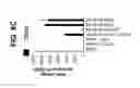 Fig. 43 - Differentiation of pluripotent stem cells to intestinal midgut endoderm cells