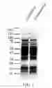Fig. 06 - Materials and methods for improving immune responses and skin and/or mucosal barrier functions